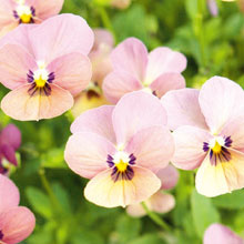 見元園芸さんのビオラ：タンゴアモーレ3-3.5号ポット 3株セット