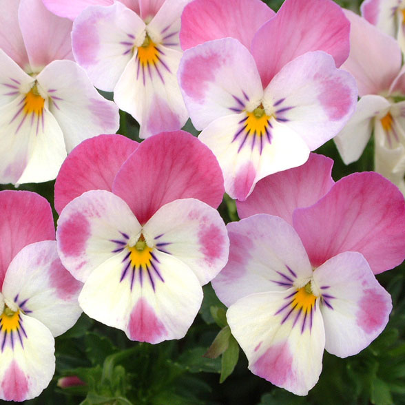 見元園芸さんのビオラ：春の恋3-3.5号ポット 3株セット