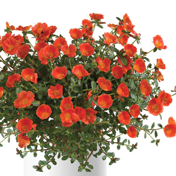 [26年5月中下旬予約]ポーチュラカ：夏チュラカ メガオレンジ3号ポット