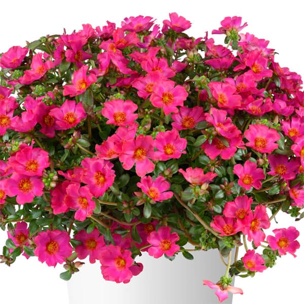 [26年5月中下旬予約]ポーチュラカ：夏チュラカ メガフクシア3号ポット