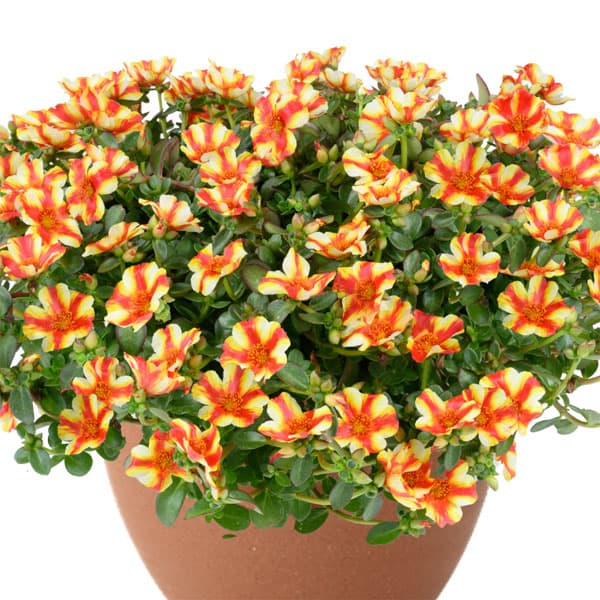 [26年5月中下旬予約]ポーチュラカ：夏チュラカ メガパパイヤストライプ3号ポット