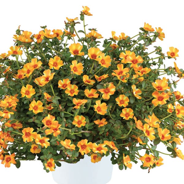 [26年5月中下旬予約]ポーチュラカ：夏チュラカ メガマンゴーストライプ3号ポット