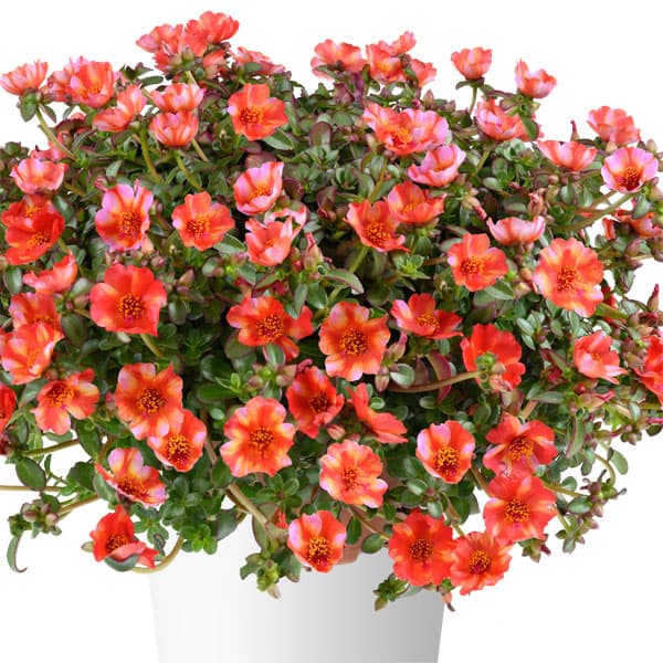 [26年5月中下旬予約]ポーチュラカ：夏チュラカ メガトロピカルストライプ3号ポット