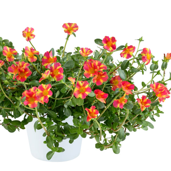 [26年5月中下旬予約]ポーチュラカ：夏チュラカ メガピンクストライプ3号ポット