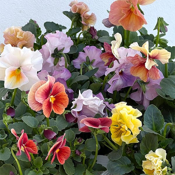 うえたコレクションパンジービオラ：コンテンポラリーセット3.5号ポット 3株セット