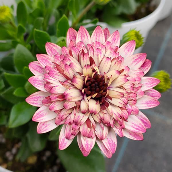 オステオスペルマム：プリンセス ラズベリータルト3.5号ポット