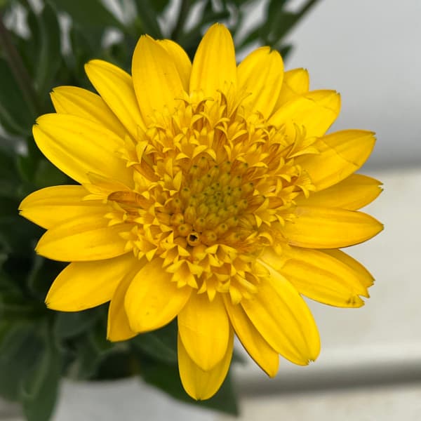 [26年1月中下旬予約]オステオスペルマム：プリンセス（八重）サニータルト4号鉢