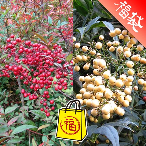 ナンテン(南天）：3-3.5号ポット紅白4株セット