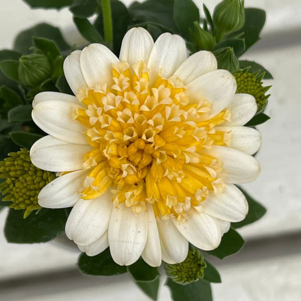 [26年1月中下旬予約]オステオスペルマム：プリンセス バナナタルト3.5号ポット