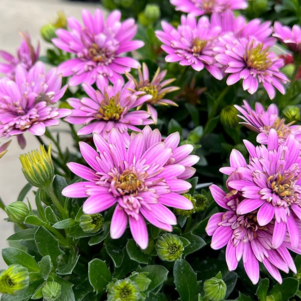 [26年1月中下旬予約]オステオスペルマム：リトルプリンセス ベリーベリー（ピンク）3.5号ポット