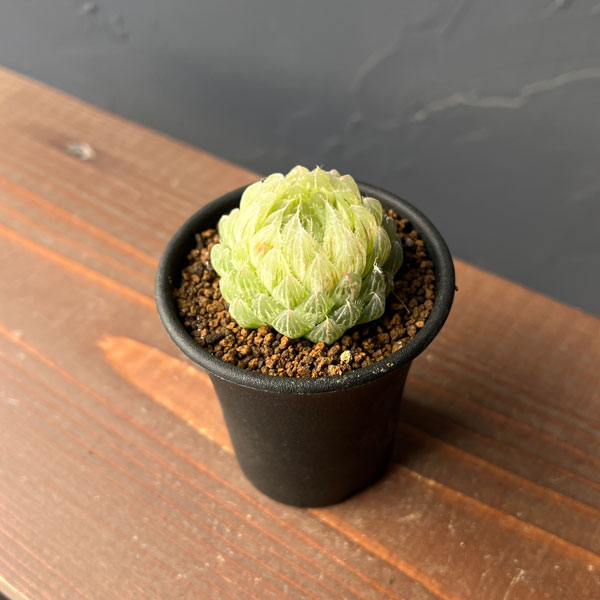 ハオルチア：翠雲錦2.5号スクエア鉢