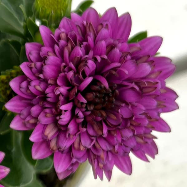 [26年1月中下旬予約]オステオスペルマム：リトルプリンセス　ブルーベリータルト3.5号ポット