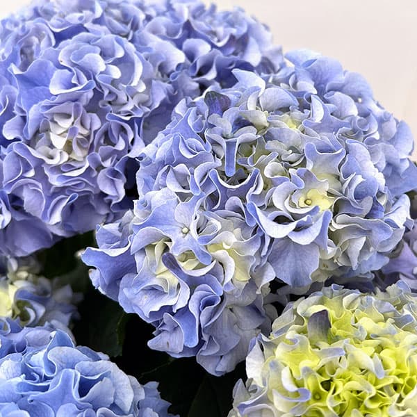 アジサイ：フルフル（ブルー）5号鉢植え