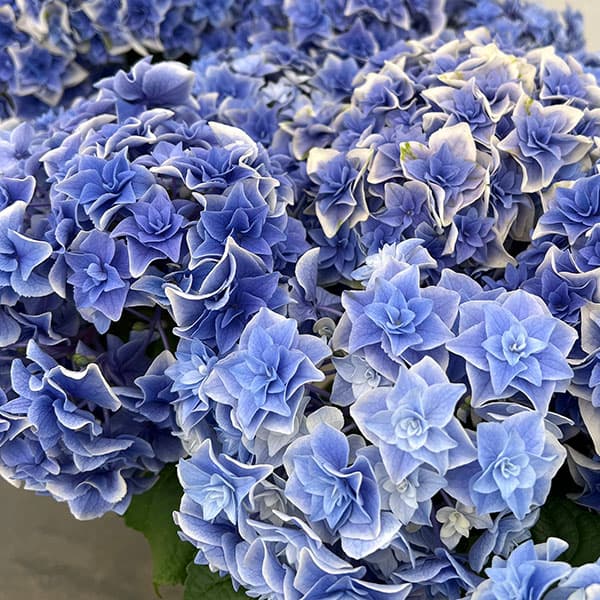 アジサイ：旭日昇天（キョクジツショウテン）ブルー5号鉢植え