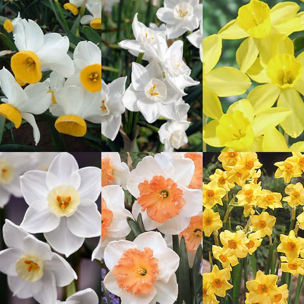 [26年1月中下旬予約]スイセン（水仙）：一重・品種アソート3号ポット 3個セット