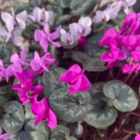 原種シクラメン：コウム（花色葉色見計らい）3号ポット