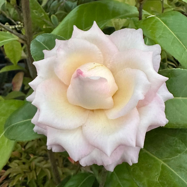 椿（ツバキ）：旋律紅（せんりつこう）4号ポット