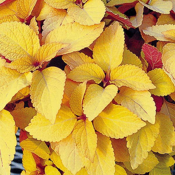 [26年5月中下旬予約]コリウス：ムーンライト3号ポット