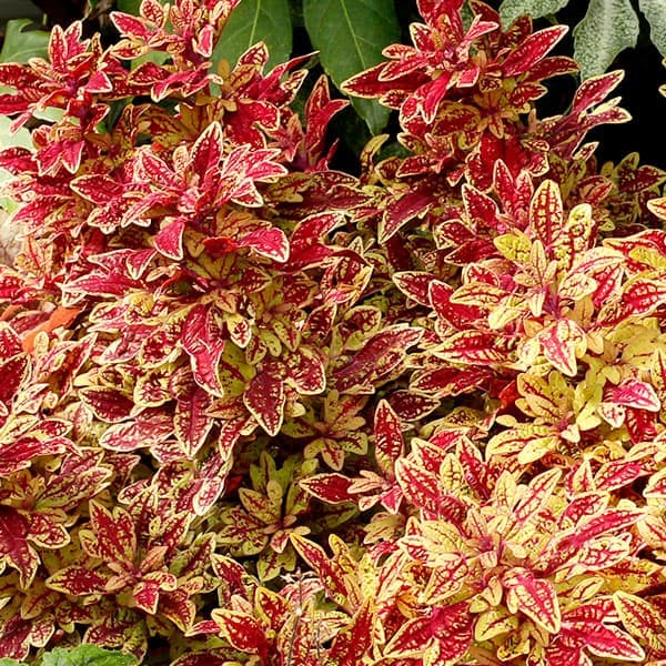 [26年5月中下旬予約]コリウス：マラケシュ3号ポット