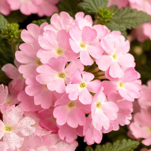 [26年4月上旬予約]バーベナ：エストレラ　タッフィピンク3.5号ポット