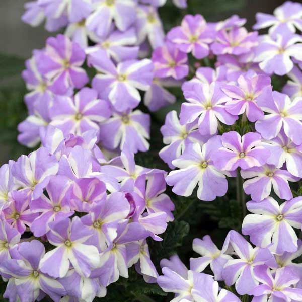 [26年4月上旬予約]バーベナ：エストレラ　ラベンダースター3.5号ポット