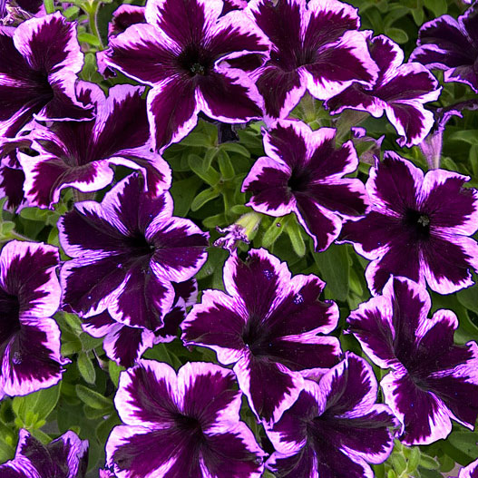 [26年4月上旬予約]ペチュニア：クレイジーチュニア　コズミックバイオレット3.5号ポット