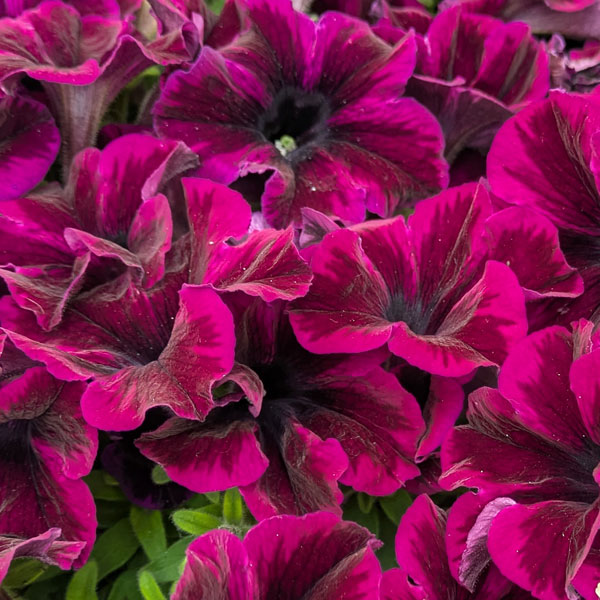 [26年4月上旬予約]ペチュニア：クレイジーチュニア コズミックパープル3.5号ポット