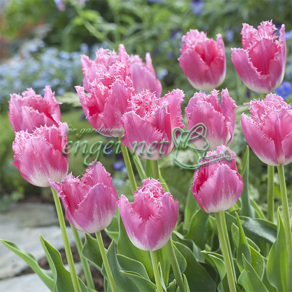 チューリップ：ファンシーフリル4号鉢植え