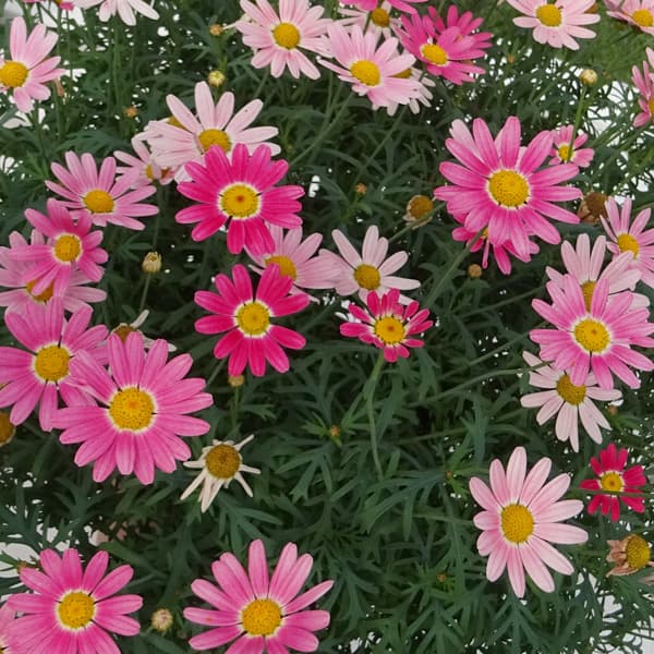 マーガレット：ストロベリーホイップ4号ポット*