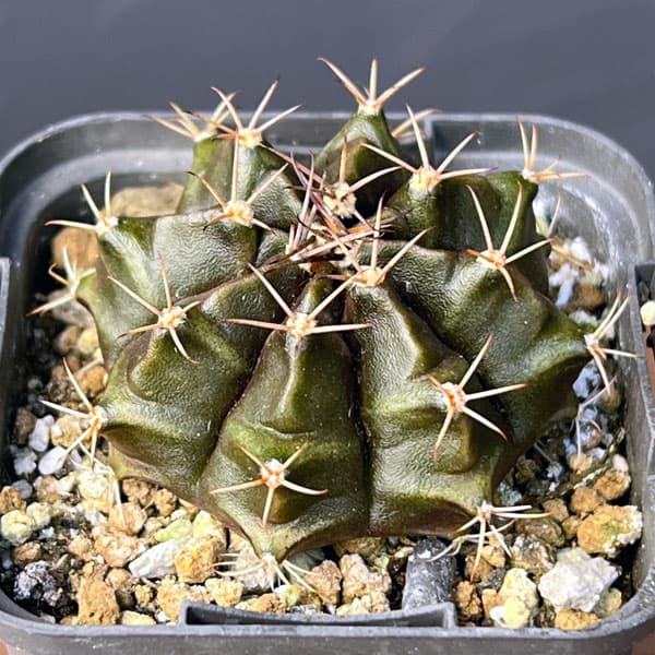 サボテン：ギムノカリキウム　ハイブリット　2.5号鉢入り*