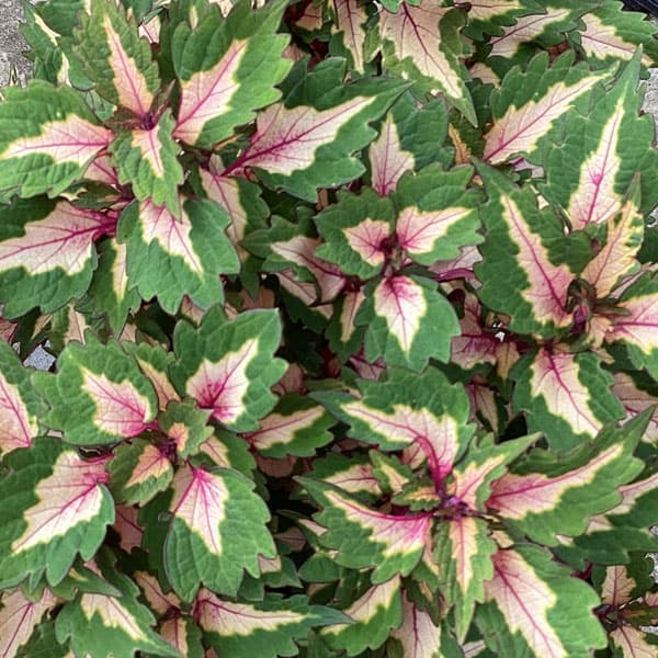 [26年5月中下旬予約]コリウス：マイアミマジック3号ポット