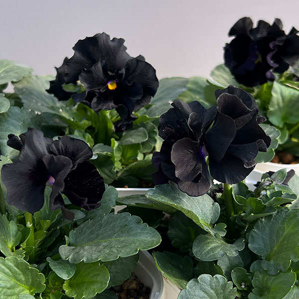 パンジー：シュバリエ　ドゥ　リュンヌ3.5号ポット 3株セット