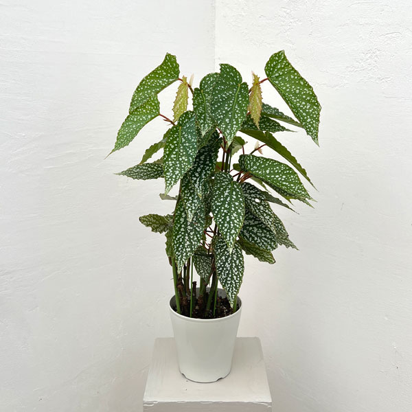 ベゴニア：シルバードット　5号鉢植え