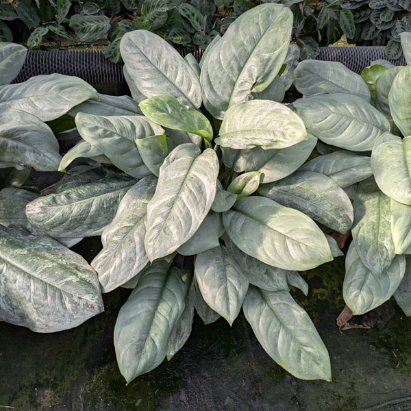 [26年1月中下旬予約]ディフェンバキア：プラチナ　8号鉢植え