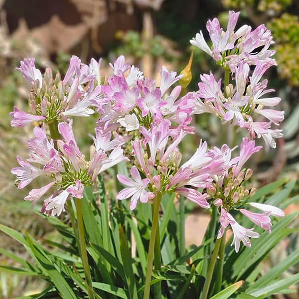 [26年4月下旬予約]アガパンサス：ブラッシュピンク3.5号ポット[7～9月頃開花　世界初のピンクのアガパンサス]