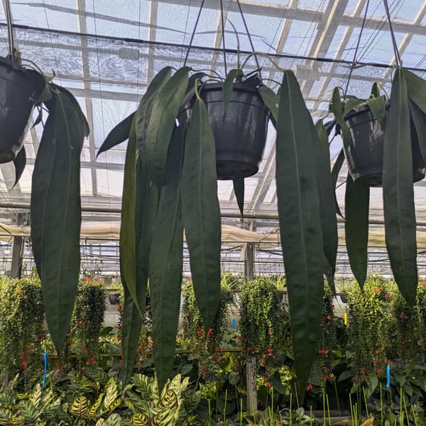 [26年1月中下旬予約]アンスリウム：ウェンドリンゲリー　8号吊り鉢