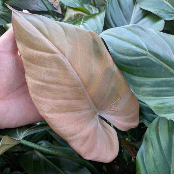 [26年1月中下旬予約]フィロデンドロン：サマーグローリ　5号鉢植え