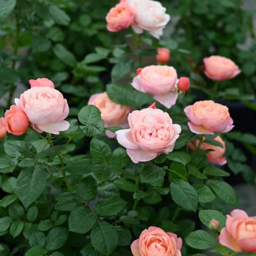 園芸ネット本店｜シュラブローズ：タルト・アブリコ新苗4号鉢植え の