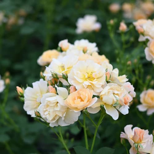 四季咲中輪バラ：ムニュエ新苗4号鉢植え