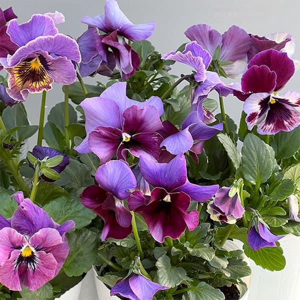 ビオラ（フリル咲き）：アーカイブ　パープル系3号ロングポット