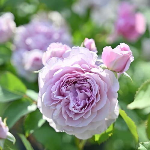 シュラブローズ：レミエル新苗4号鉢植え