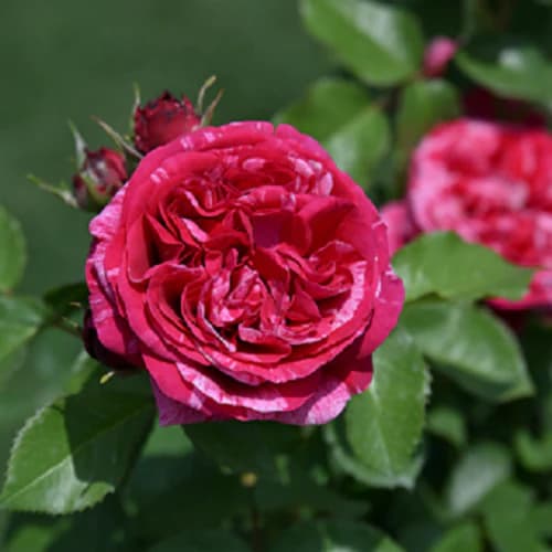 デルバールローズ：ベルト・モリゾ新苗4号鉢植え