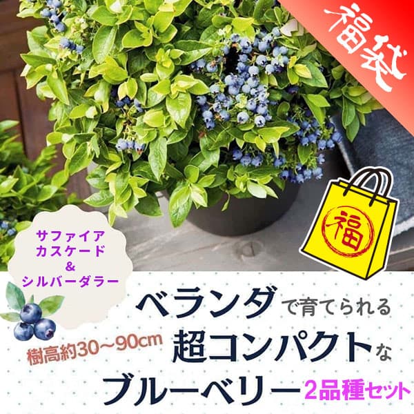 ブルーベリー：ブッシェルアンドベリー（R）　2品種セット