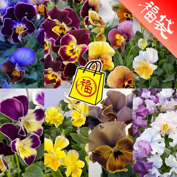 ビオラ：横浜セレクション8種セット