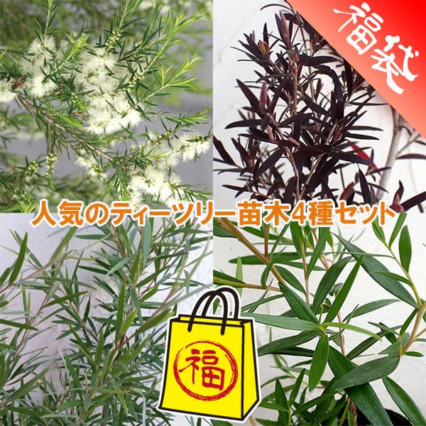 人気のティーツリー苗木4種セット
