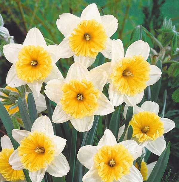 水仙：アイスフォーリス2球 セット