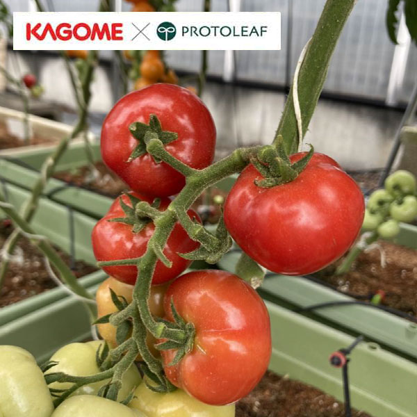 [26年5月中下旬予約]トマト（中玉）：中玉ぷるるん(R)自根苗3号ポット* 12株セット