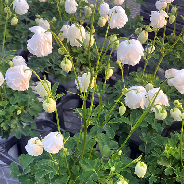 [26年3月中下旬予約]ヒメオダマキ：ティアードフリル　ホワイト3号ポット