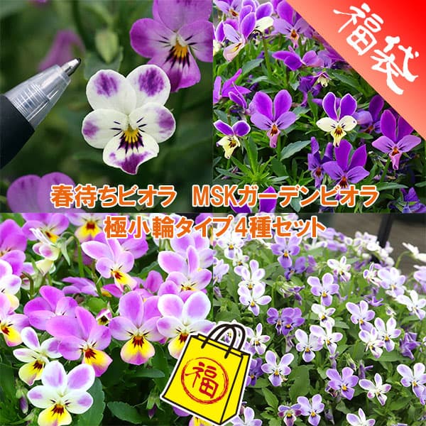 春待ちビオラ　MSKガーデンビオラ：極小輪タイプ4種セット