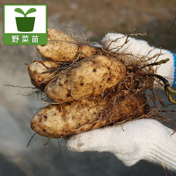 [26年5月中下旬予約]アラブ芋（アラブイモ）3号ポット 6株セット